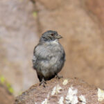 White-throated Sierra Finch (image by Mark Pearman)