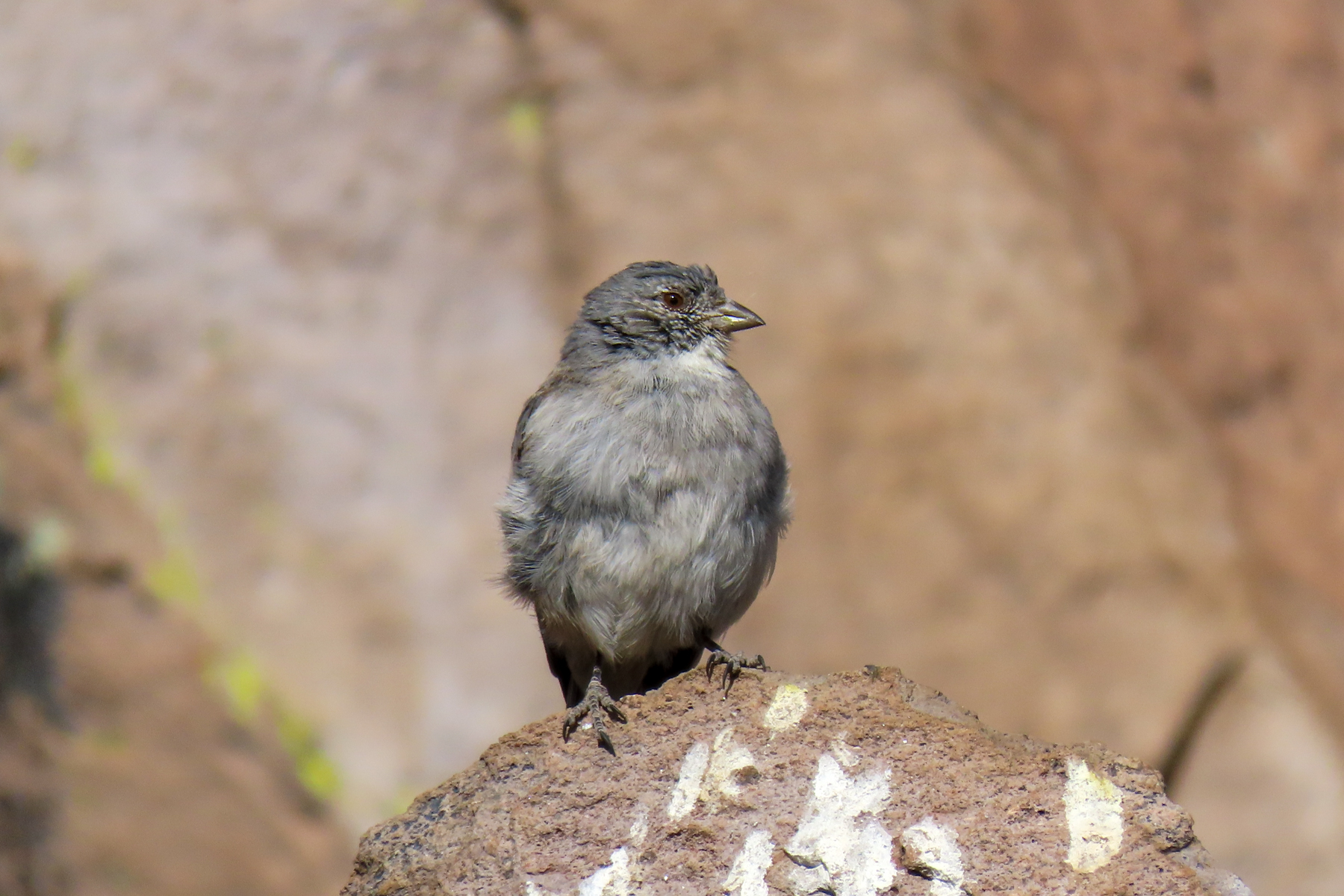 White-throated Sierra Finch (image by Mark Pearman)