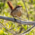 White-throated Tapaculo (image by Petros Triatafyllis)