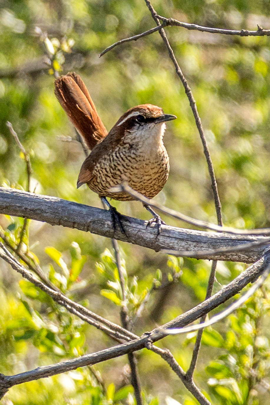 White-throated Tapaculo (image by Petros Triatafyllis)