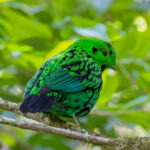 Whitehead's Broadbill (image by Andre Ambrose D'Penha