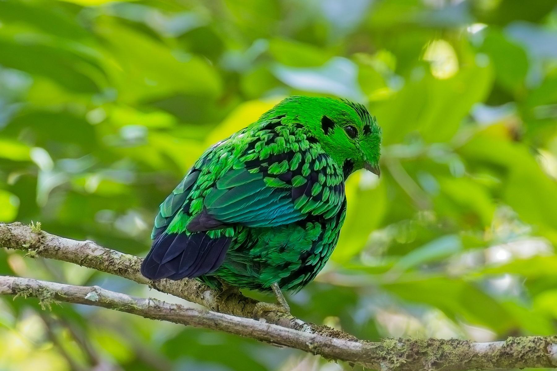 Whitehead's Broadbill (image by Andre Ambrose D'Penha