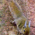 Whitehead's Pygmy Squirrel (image by Andre Ambrose D'Penha)