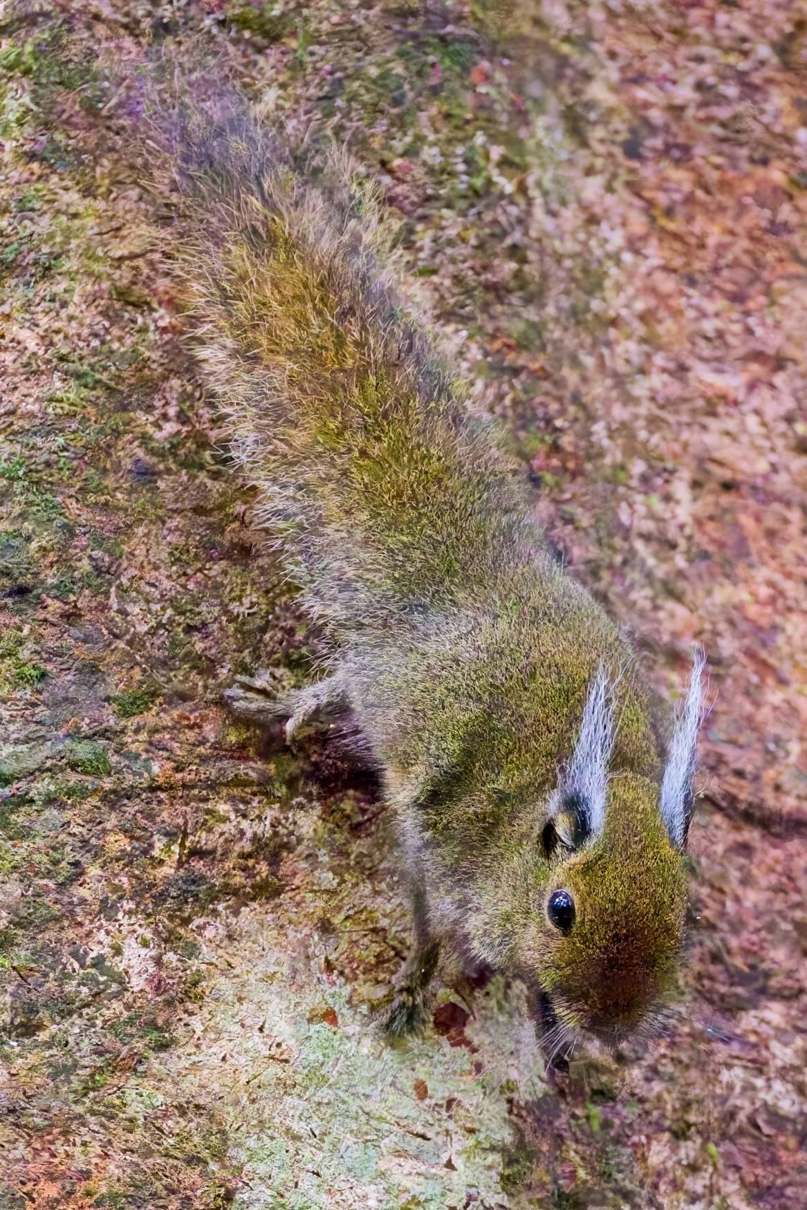 Whitehead's Pygmy Squirrel (image by Andre Ambrose D'Penha)