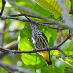 Whitehead's Spiderhunter (image by Andre Ambrose D'Penha)