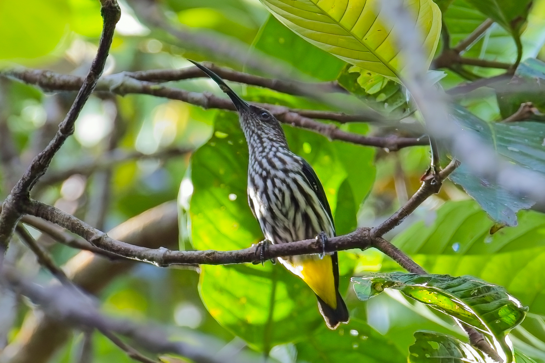 Whitehead's Spiderhunter (image by Andre Ambrose D'Penha)