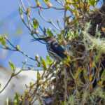 Whitehead's Spiderhunter (image by Andre Ambrose D'Penha)