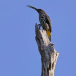 Whitehead's Spiderhunter (image by Andre Ambrose D'Penha)