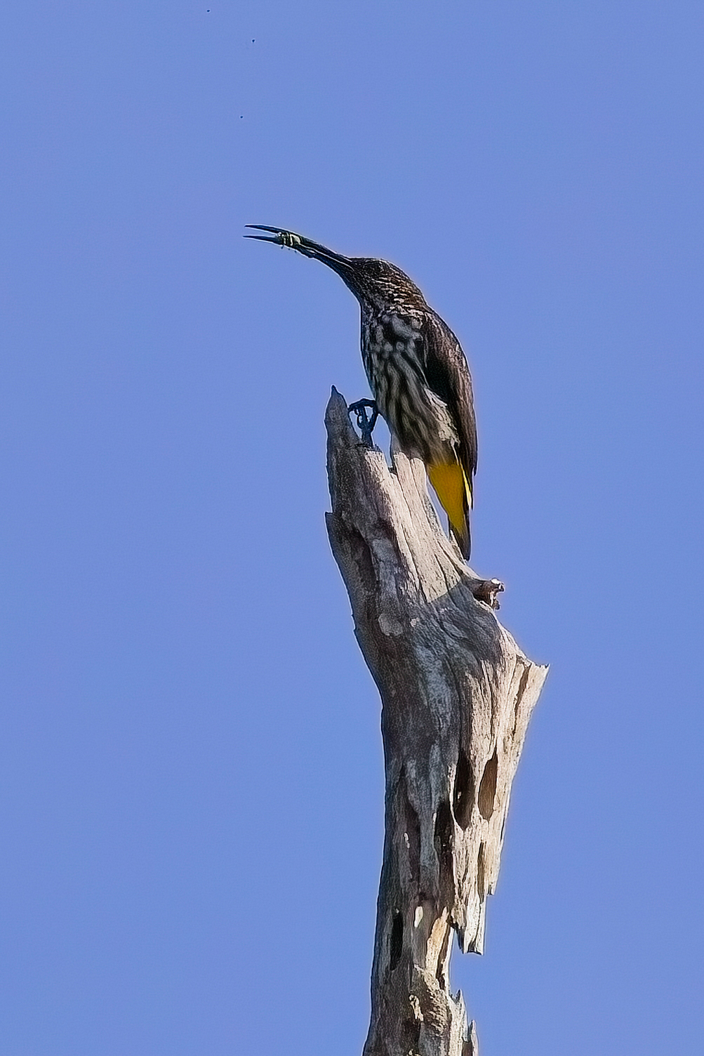 Whitehead's Spiderhunter (image by Andre Ambrose D'Penha)
