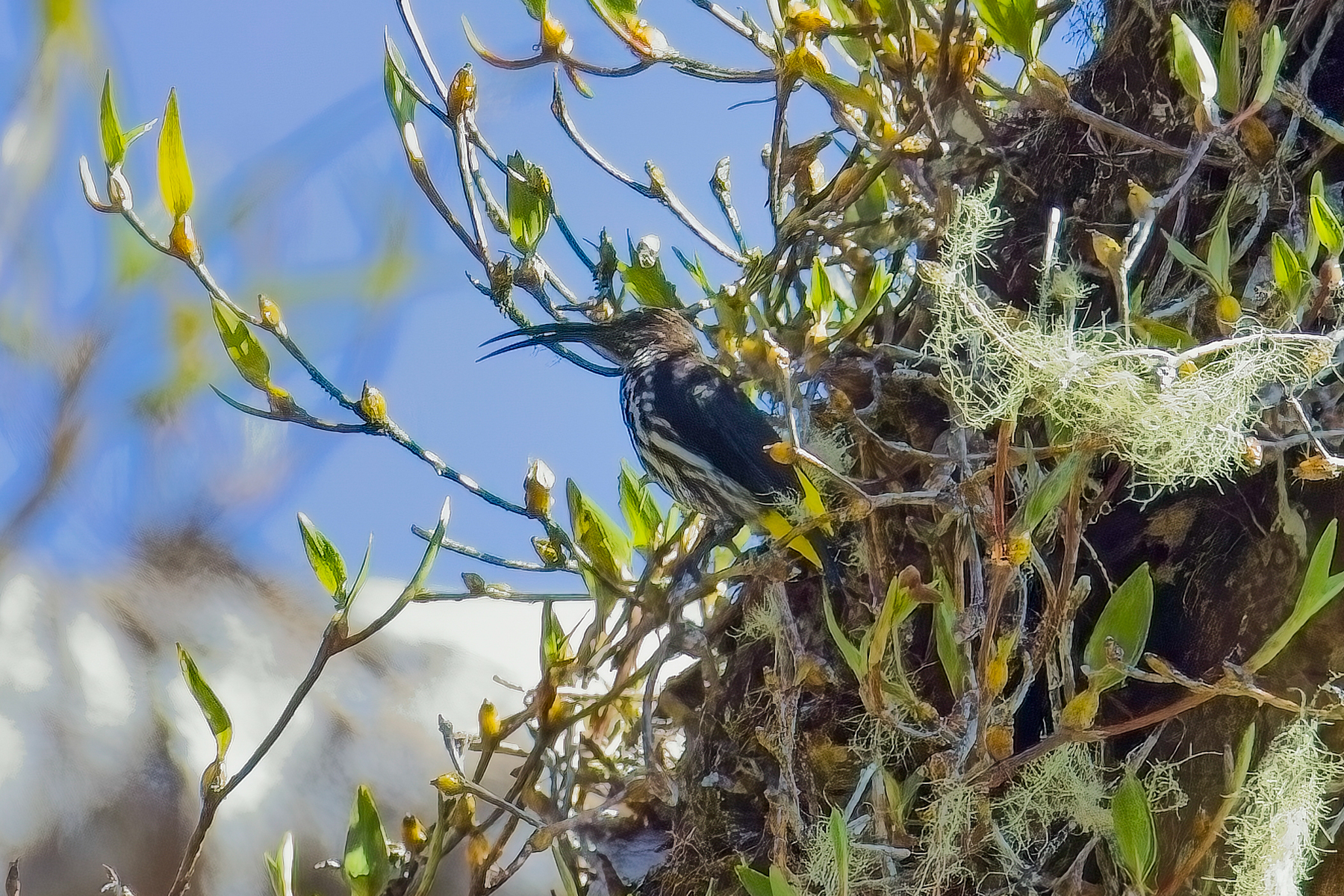 Whitehead's Spiderhunter (image by Andre Ambrose D'Penha)