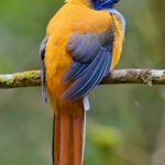 Whitehead's Trogon (image by Andre Ambrose D'Penha)