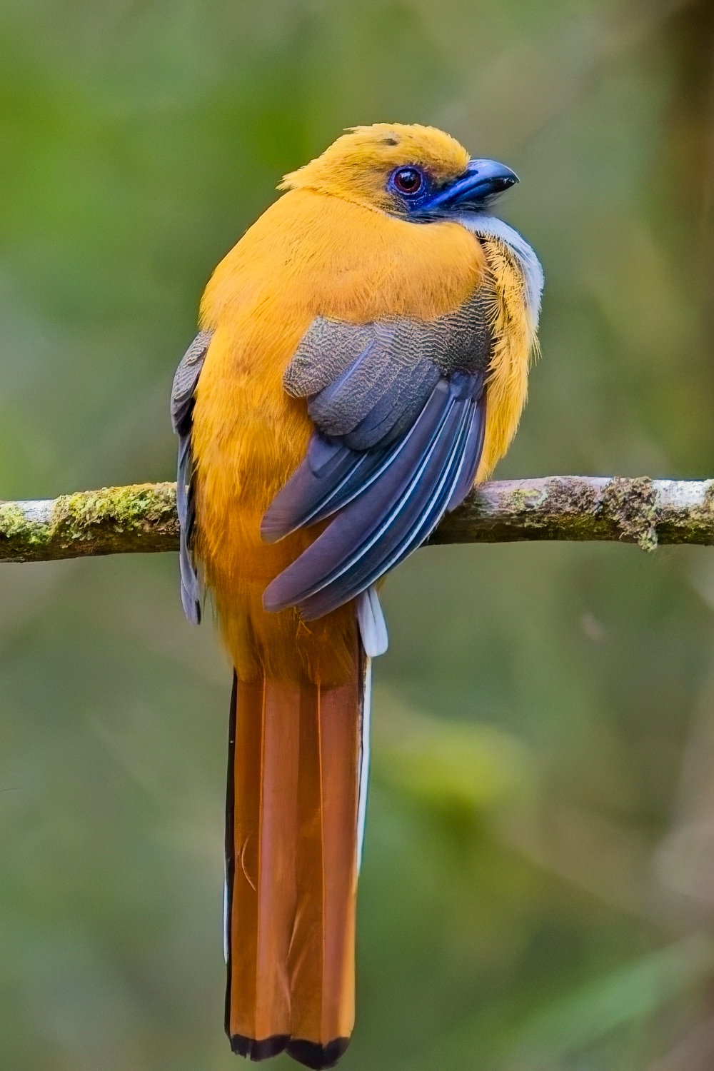 Whitehead's Trogon (image by Andre Ambrose D'Penha)