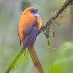 Whitehead's Trogon (image by Andre Ambrose D'Penha)