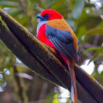 Whitehead's Trogon (image by Yeo Siew Teck)