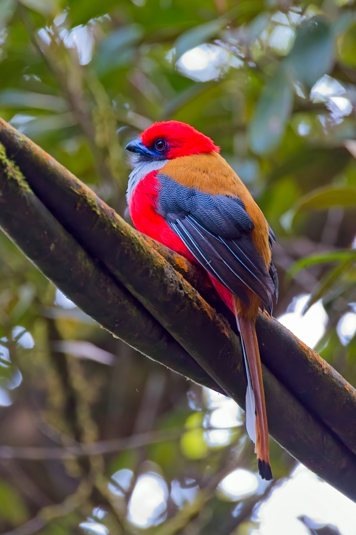 Whitehead's Trogon (image by Yeo Siew Teck)
