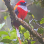 Whitehead's Trogon (image by Andre Ambrose D'Penha)