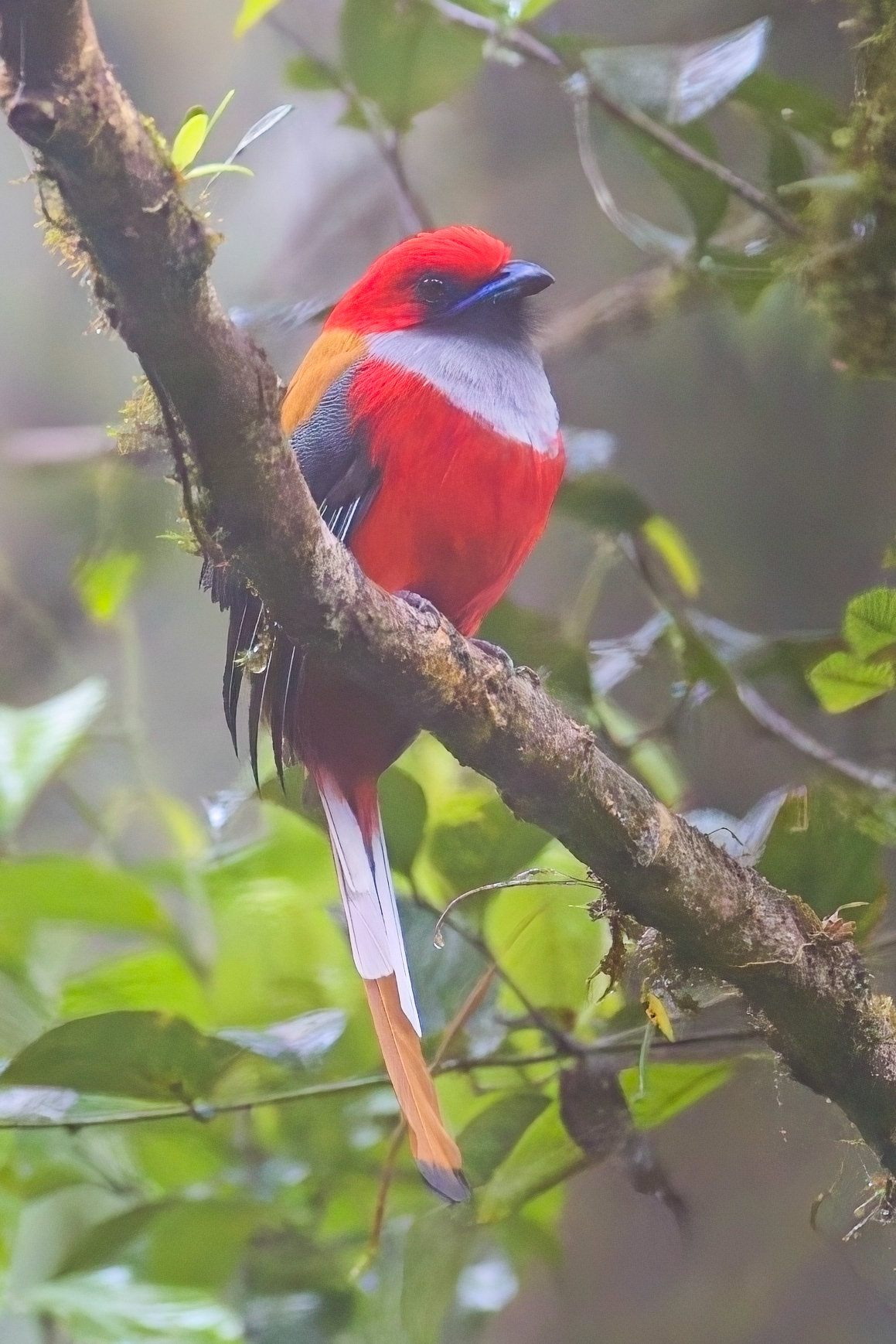 Whitehead's Trogon (image by Andre Ambrose D'Penha)