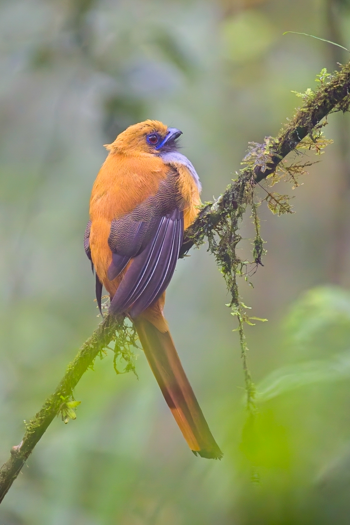 Whitehead's Trogon (image by Andre Ambrose D'Penha)
