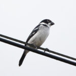 Wing-barred Seedeater (image by Leo Garrigues)