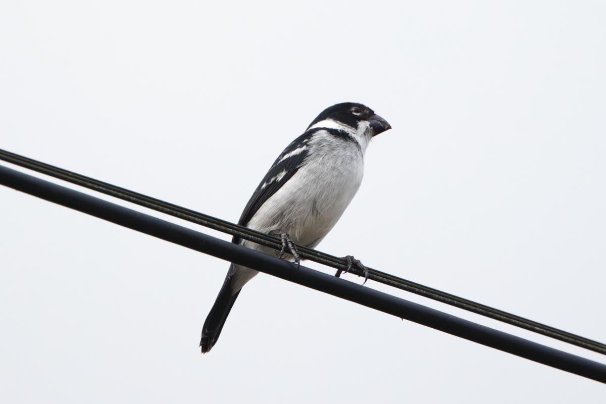 Wing-barred Seedeater (image by Leo Garrigues)