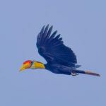 Wrinkled Hornbill (image by Andre Ambrose D'Penha)