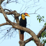 Wrinkled Hornbill (image by Yeo Siew Teck)