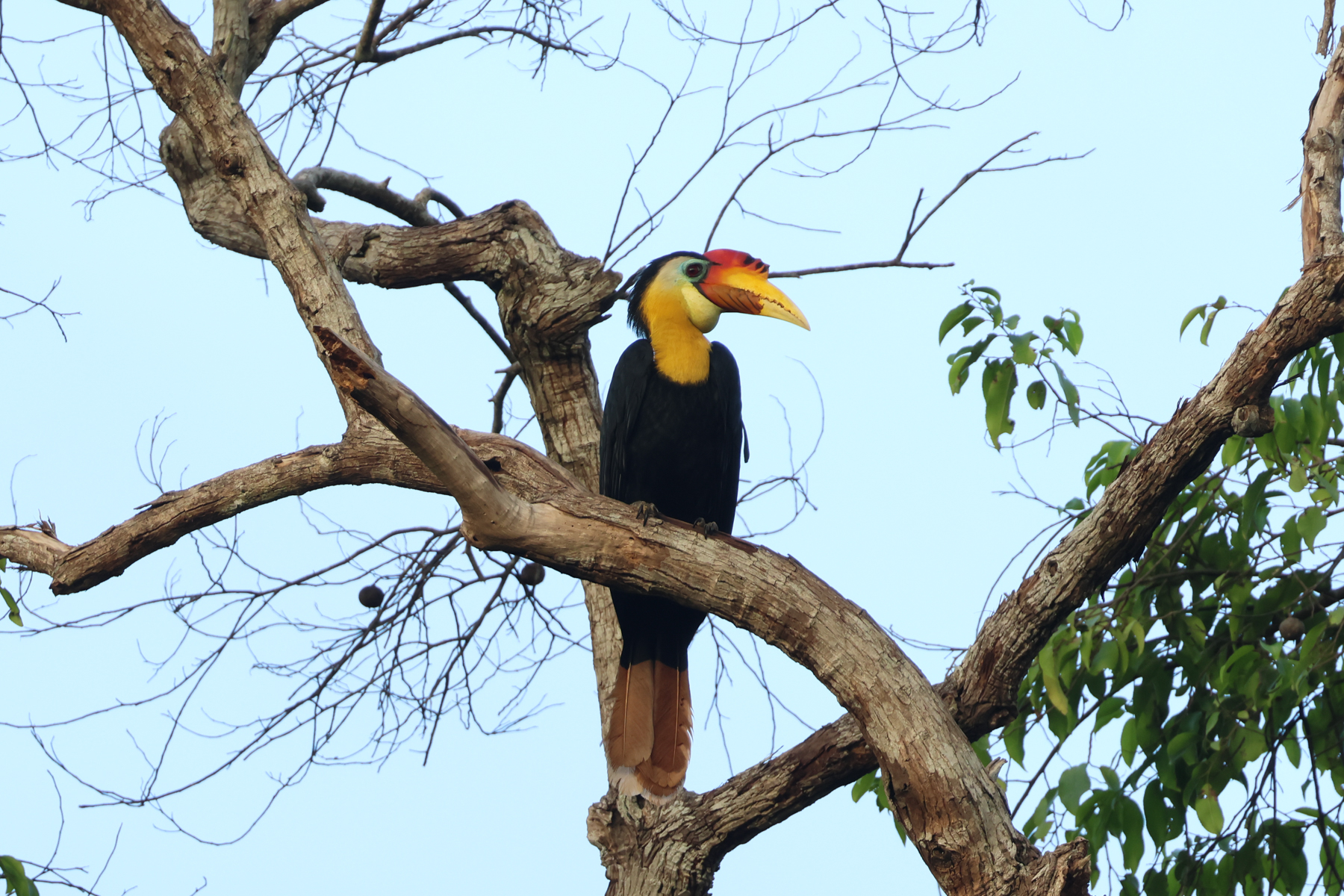 Wrinkled Hornbill (image by Yeo Siew Teck)