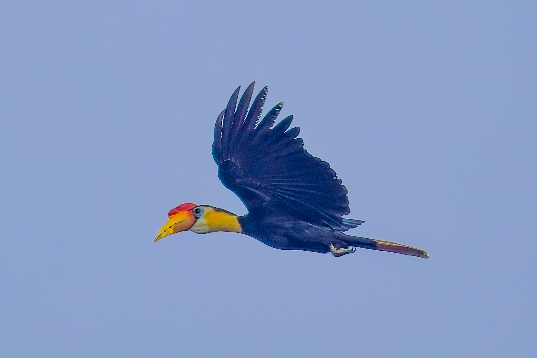 Wrinkled Hornbill (image by Andre Ambrose D'Penha)