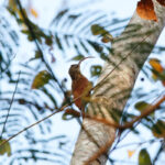 Xingu Scythebill (image by Leo Garrigues)