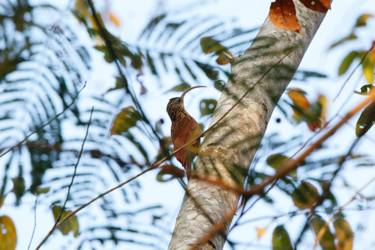 Xingu Scythebill (image by Leo Garrigues)