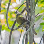 Yellow-bearded Greenbul (image by Pete Morris)