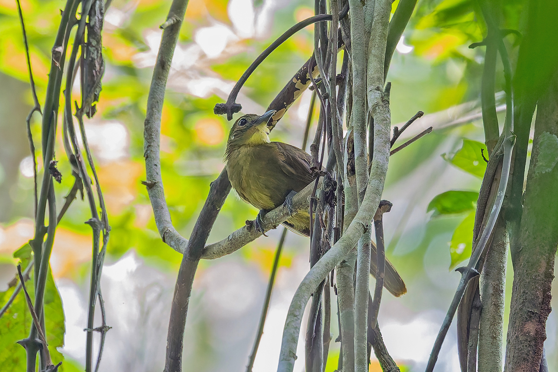 Yellow-bearded Greenbul (image by Pete Morris)