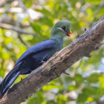 Yellow-billed Turaco (image by Pete Morris)