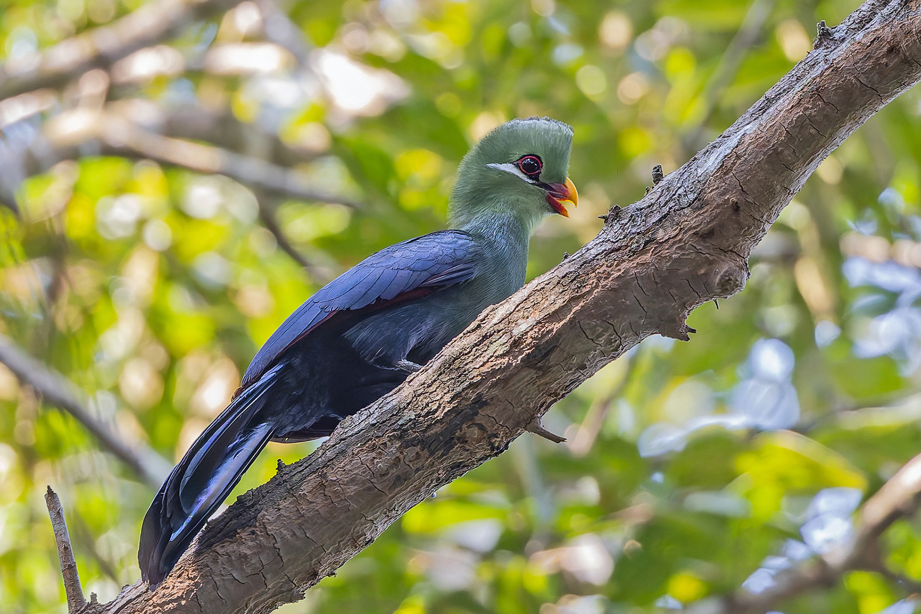 Yellow-billed Turaco (image by Pete Morris)