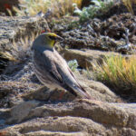 Yellow-bridled Finch (image by Mark Pearman)