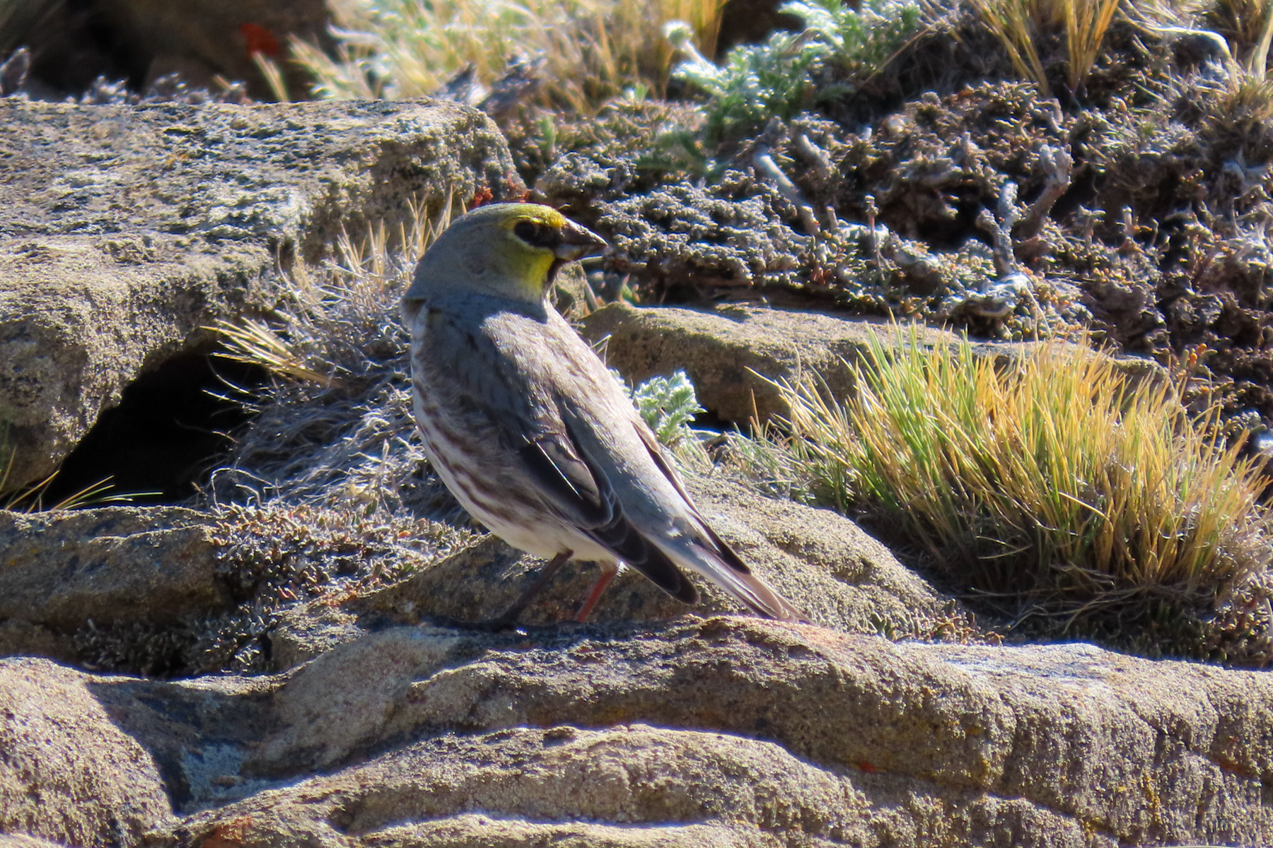 Yellow-bridled Finch (image by Mark Pearman)