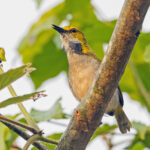 Yellow-browed Camaroptera (image by Pete Morris)