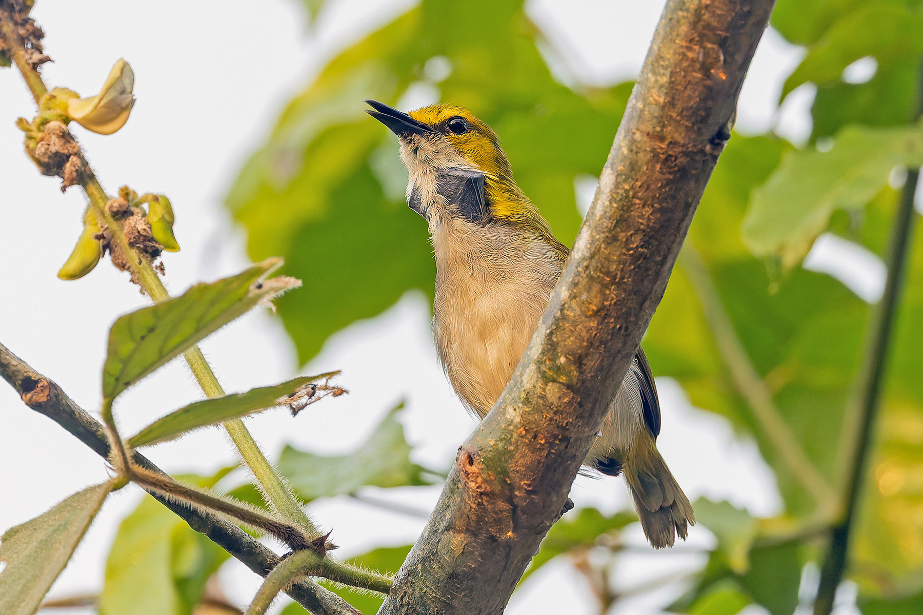Yellow-browed Camaroptera (image by Pete Morris)