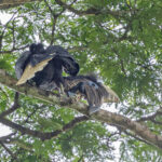 Yellow-casqued Hornbill (image by Pete Morris)