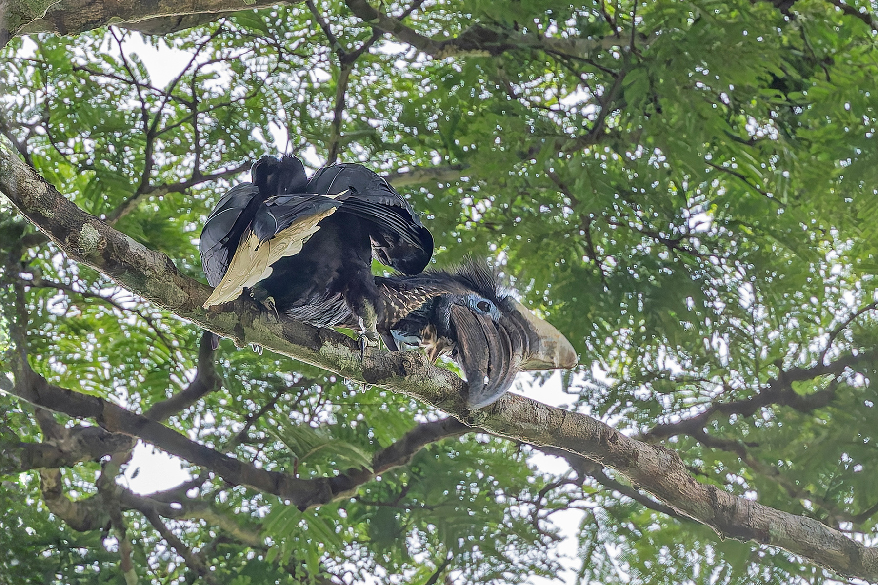 Yellow-casqued Hornbill (image by Pete Morris)