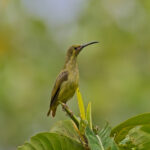 Yellow-eared Spiderhunter (image by Andre Ambrose D'Penha)