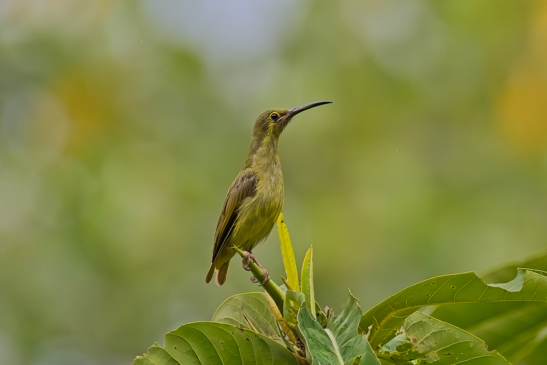 Yellow-eared Spiderhunter (image by Andre Ambrose D'Penha)