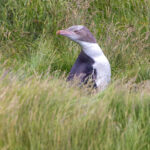 Yellow-eyed Penguin (image by Nik Borrow)