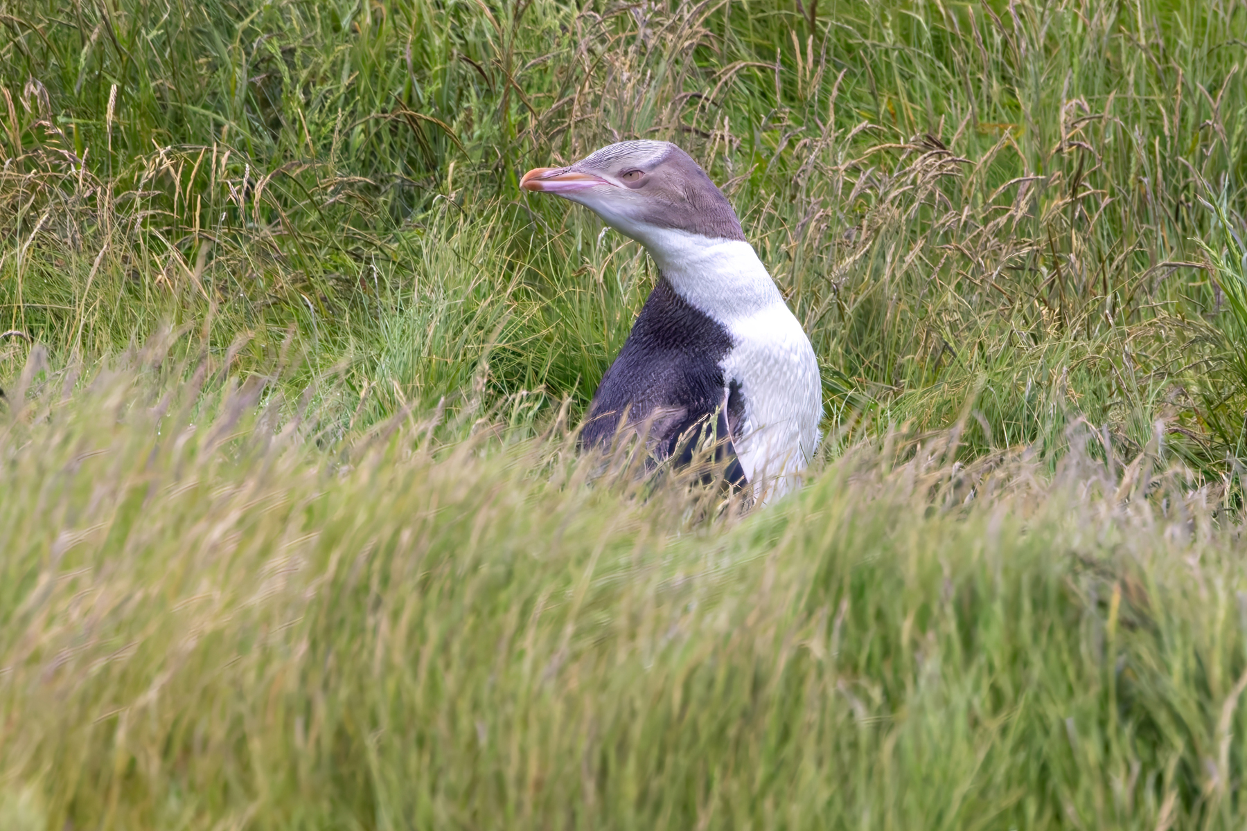 Yellow-eyed Penguin (image by Nik Borrow)