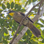 Yellow-gorgeted Greenbul (image by Pete Morris)