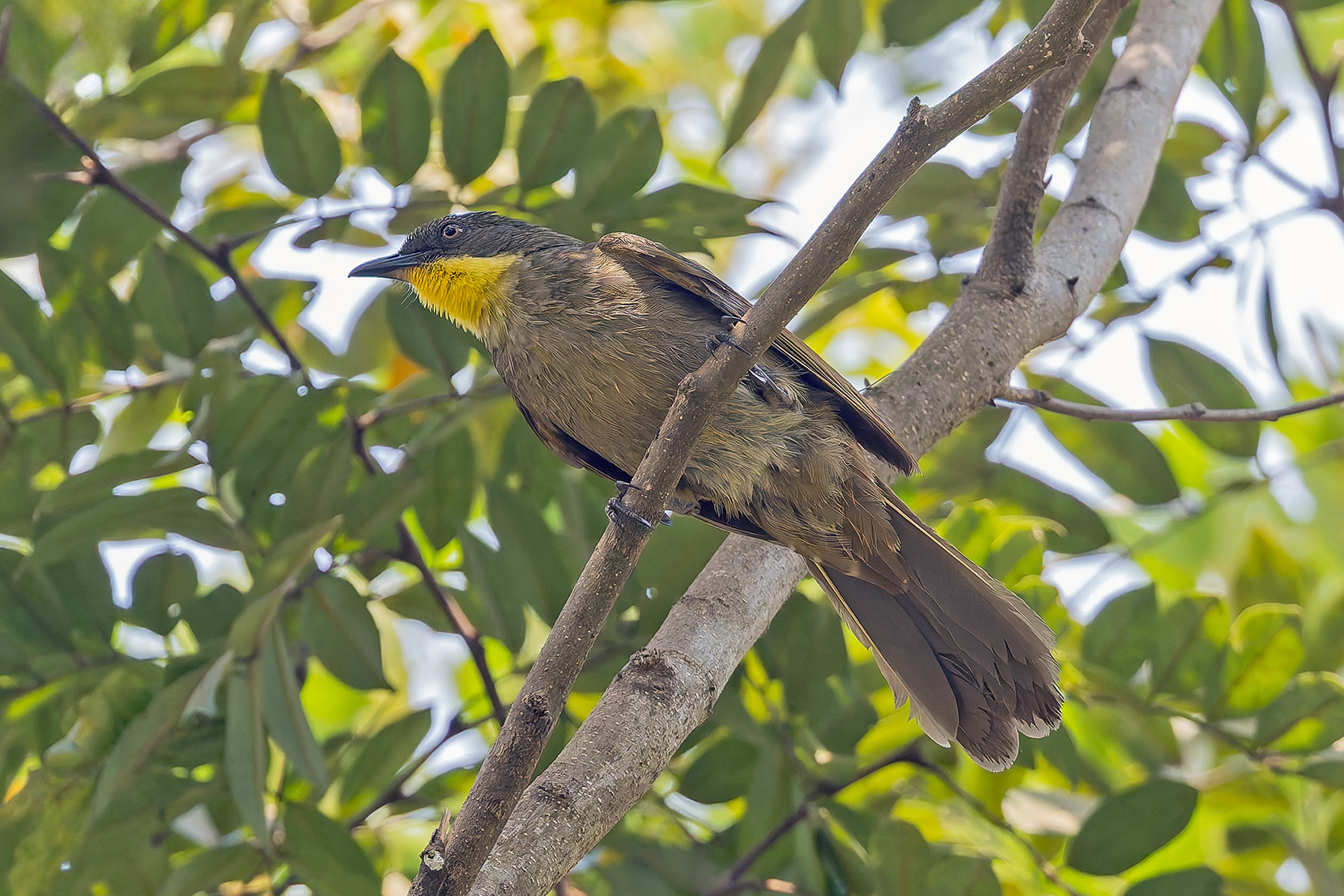 Yellow-gorgeted Greenbul (image by Pete Morris)