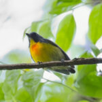 Yellow-rumped Flowerpecker (image by Andre Ambrose D'Penha)
