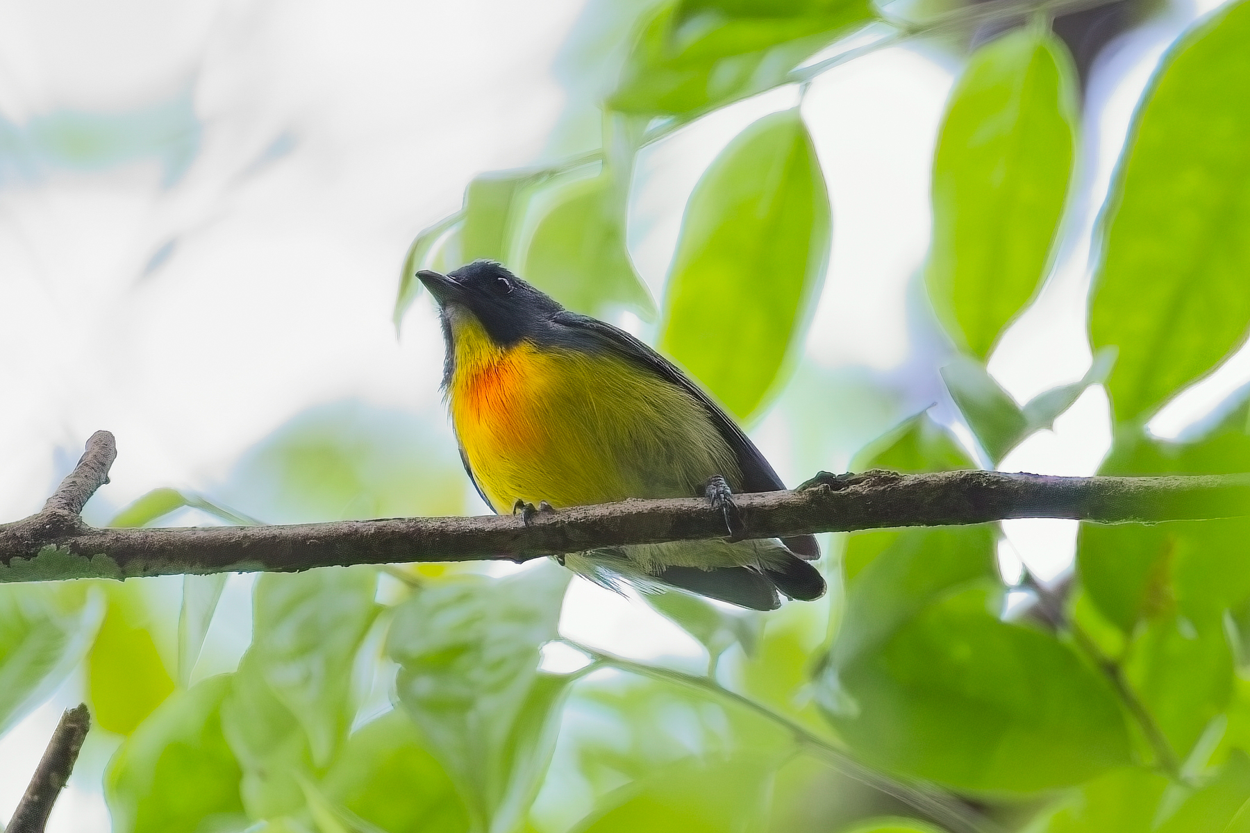 Yellow-rumped Flowerpecker (image by Andre Ambrose D'Penha)