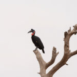 male (left) and female Abysinnian Ground Hornbill (image by Diedert Koppenol)