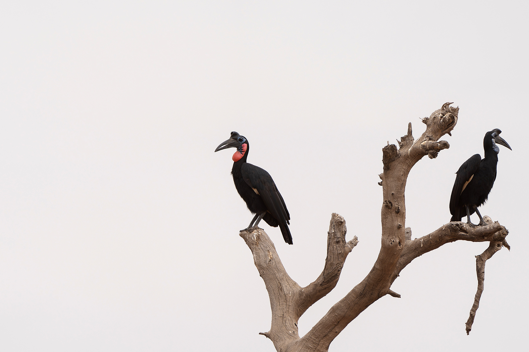 male (left) and female Abysinnian Ground Hornbill (image by Diedert Koppenol)